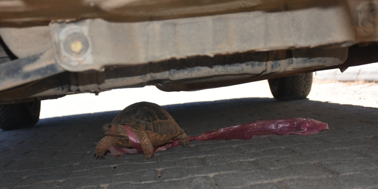 Doğaya atılan çöpler canlıların ayağına dolanıyor