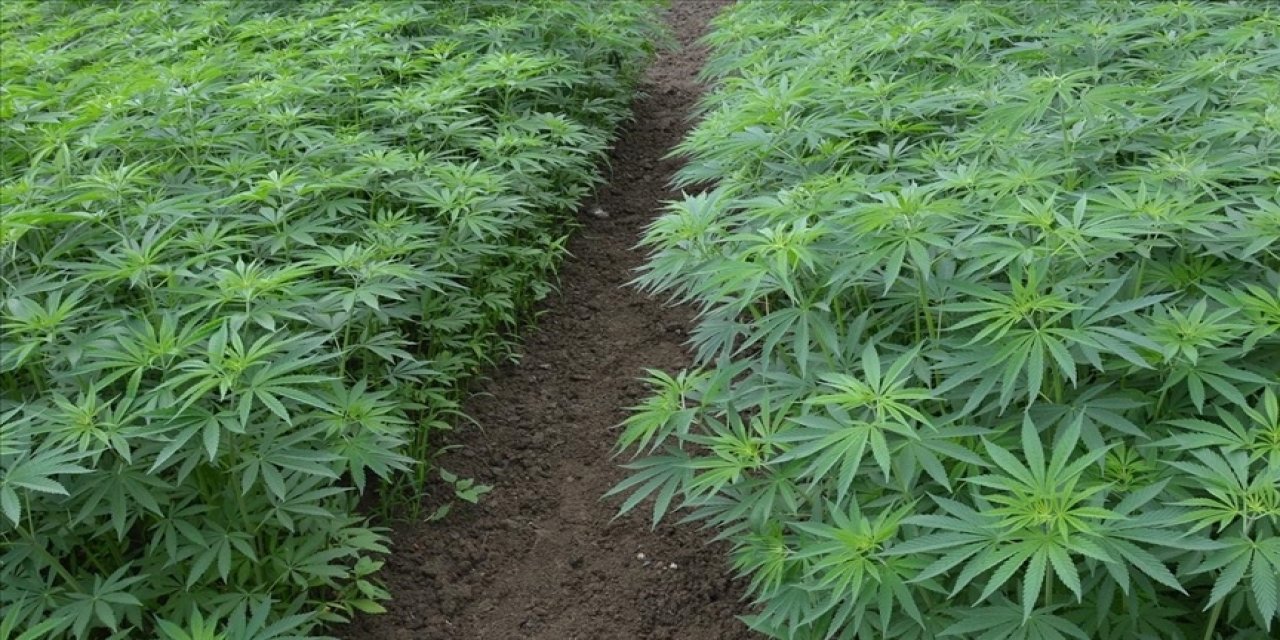 Türkiye Psikiyatri Derneği'nden kenevir düzenlemesi uyarıları!