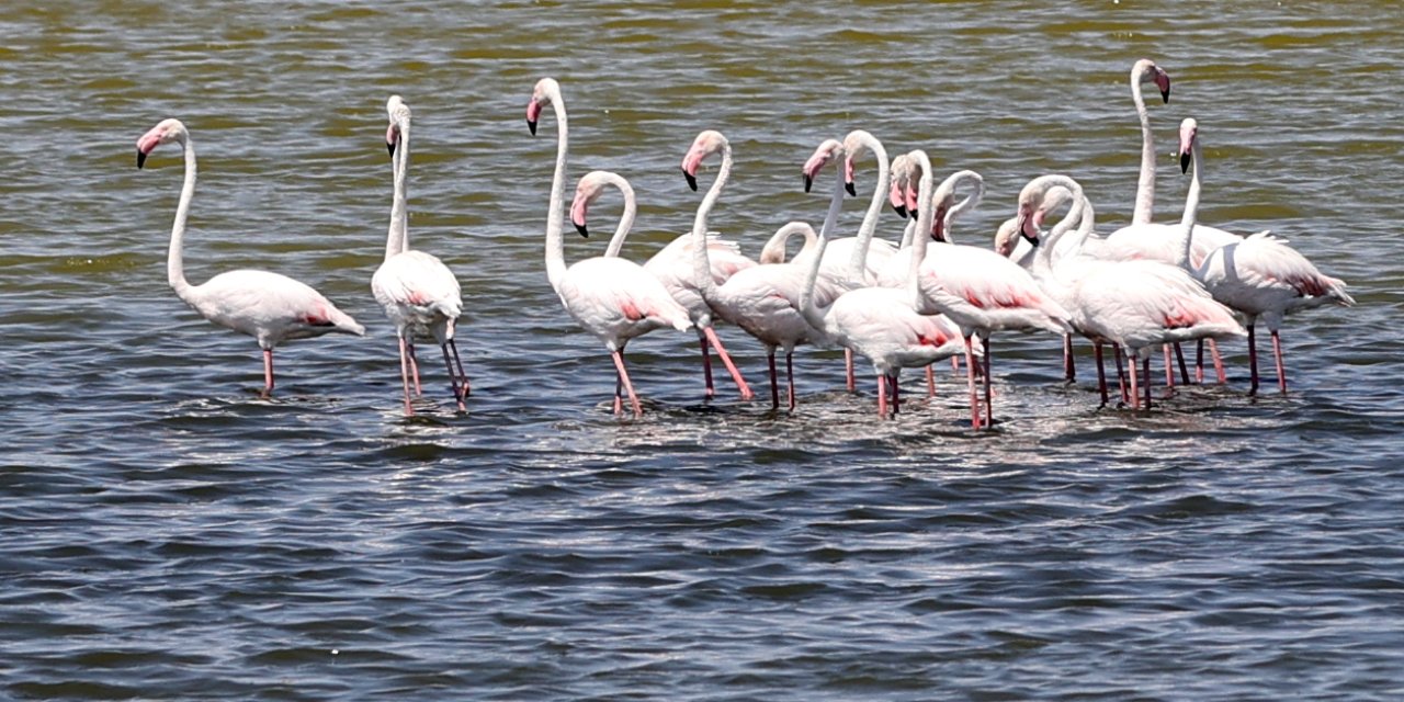 Kuraklığın pençesindeki Ulaş Gölü'nde flamingo sürprizi