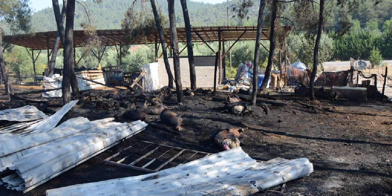 Köye göçüp hayallerini gerçek yapmıştı! Tüm çiftliği küle döndü