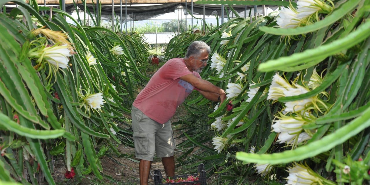 Kilosu 200 TL'den 9 ton hasat bekliyor: Emekli olunca servet kazanmaya başladı