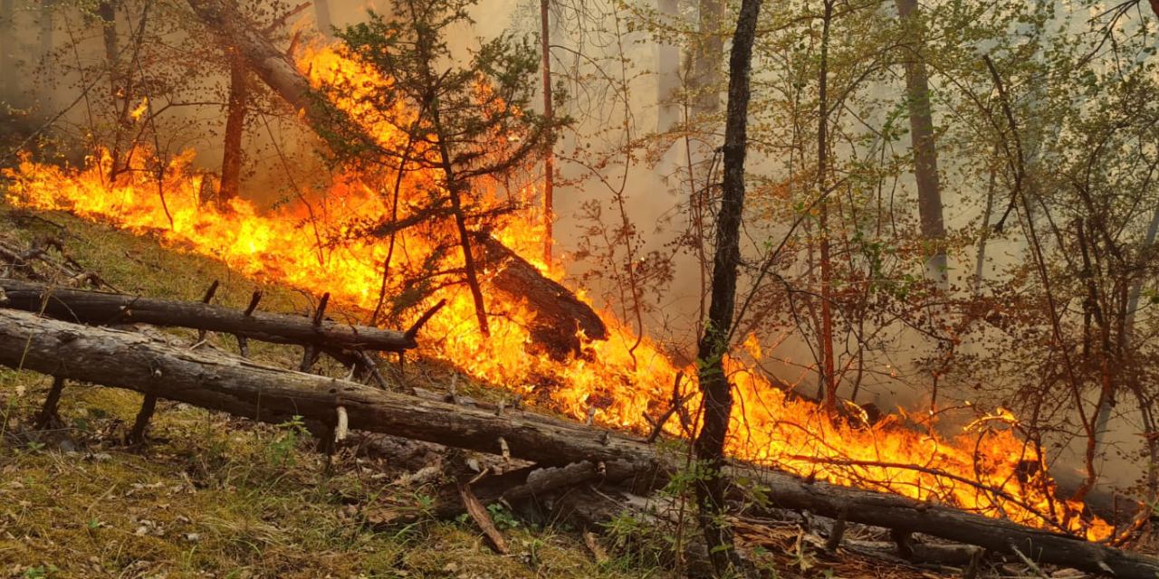 Orman yangınlarının failleri tek tek açıklandı! Sebepler 'Yok artık' dedirtti