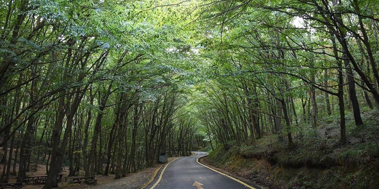 Ormanlara girişler 1 Eylül'e kadar yasaklandı