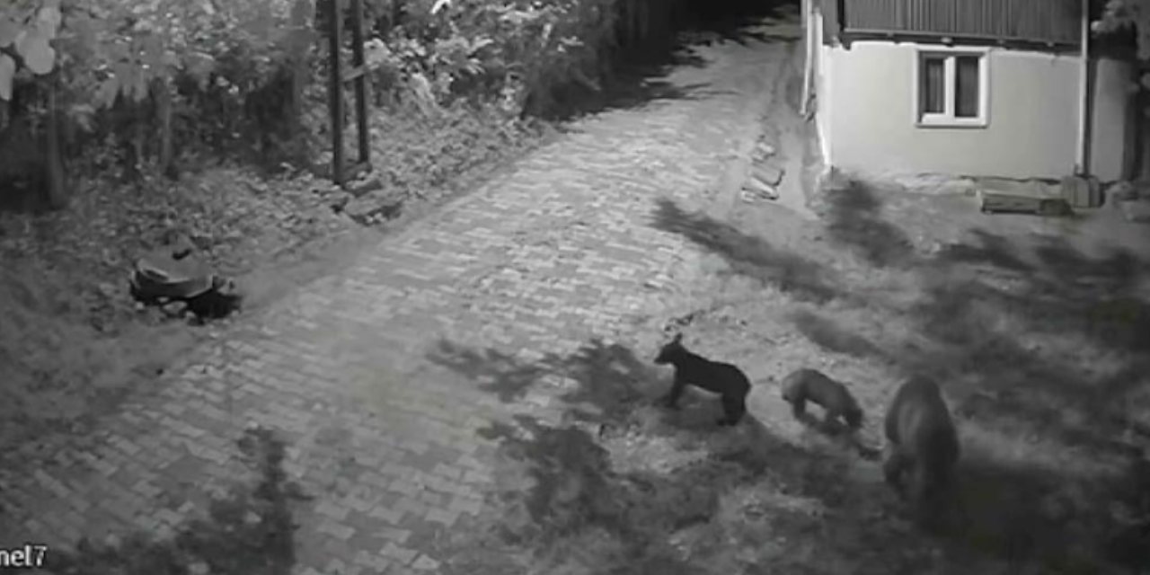 Sinoplu ayılar yerde buldukları dutları hapır hupur yedi