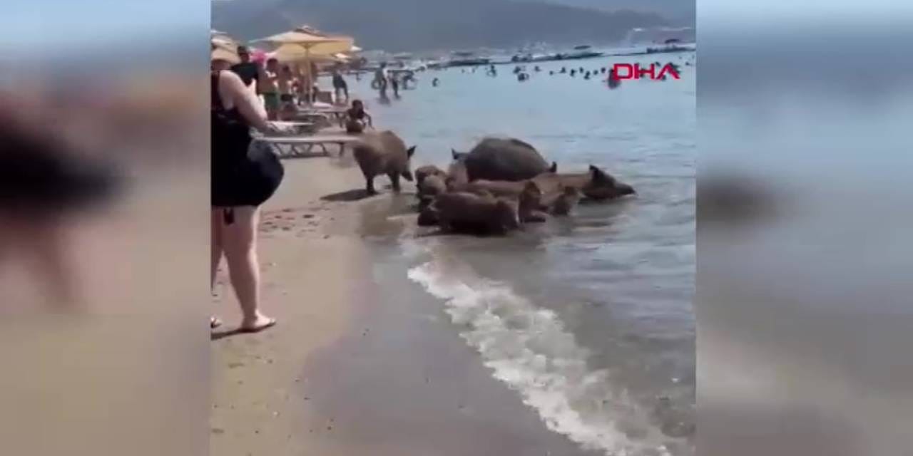 Kavurucu sıcağa domuzlar da dayanamadı! Soluğu denizde aldılar