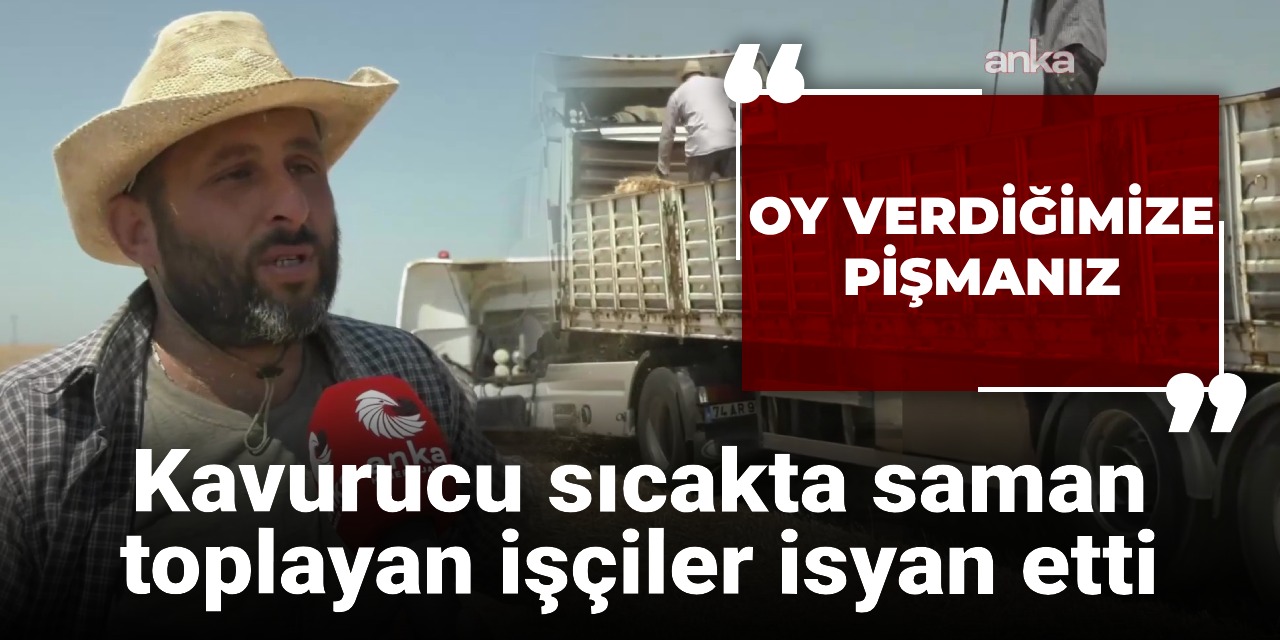 Kavurucu sıcakta saman toplayan işçiler isyan etti: Oy verdik pişmanız