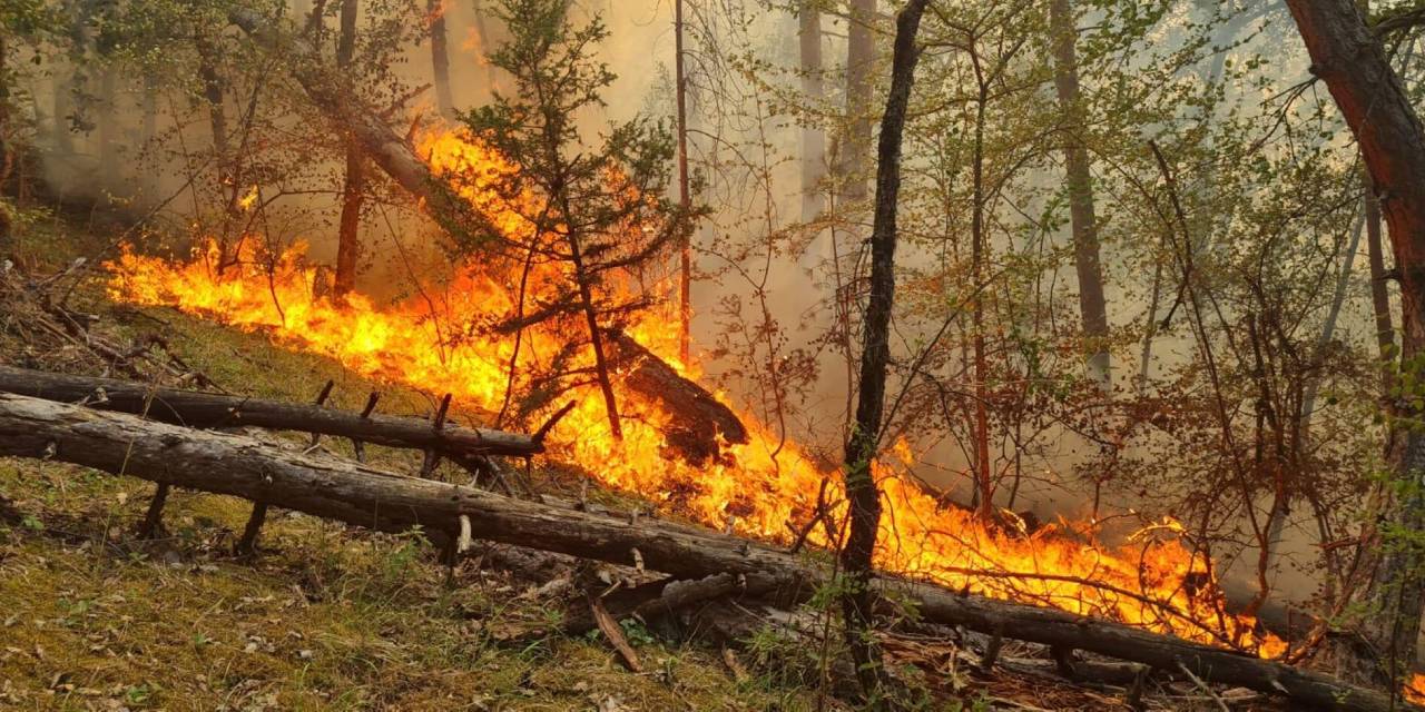 Karabük'te orman yangını: 1 şüpheli gözaltında