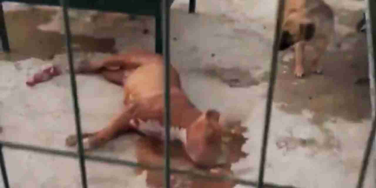 Suruç'ta belediye barınağında iki köpek öldürülmüştü: Soruşturma başlatıldı