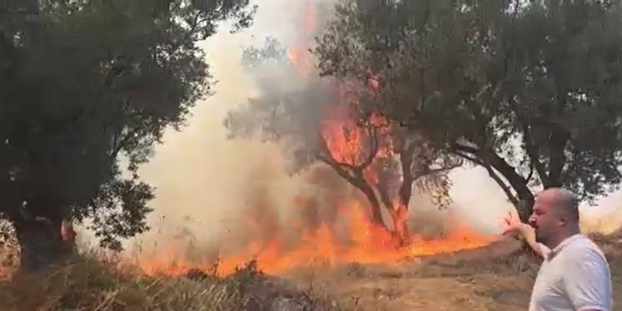 20 zeytin ağacı yandı: 2 çocuk gözaltında