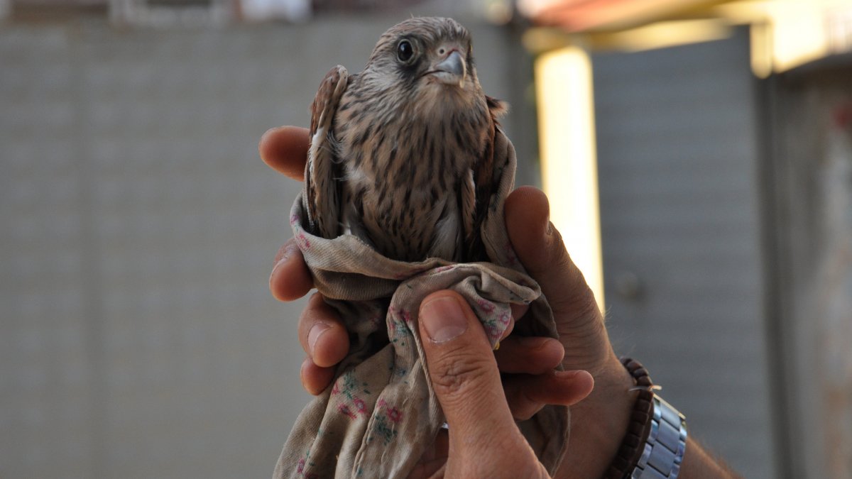 Nesli tükenme tehlikesi altındaydı... Yolda bulundu