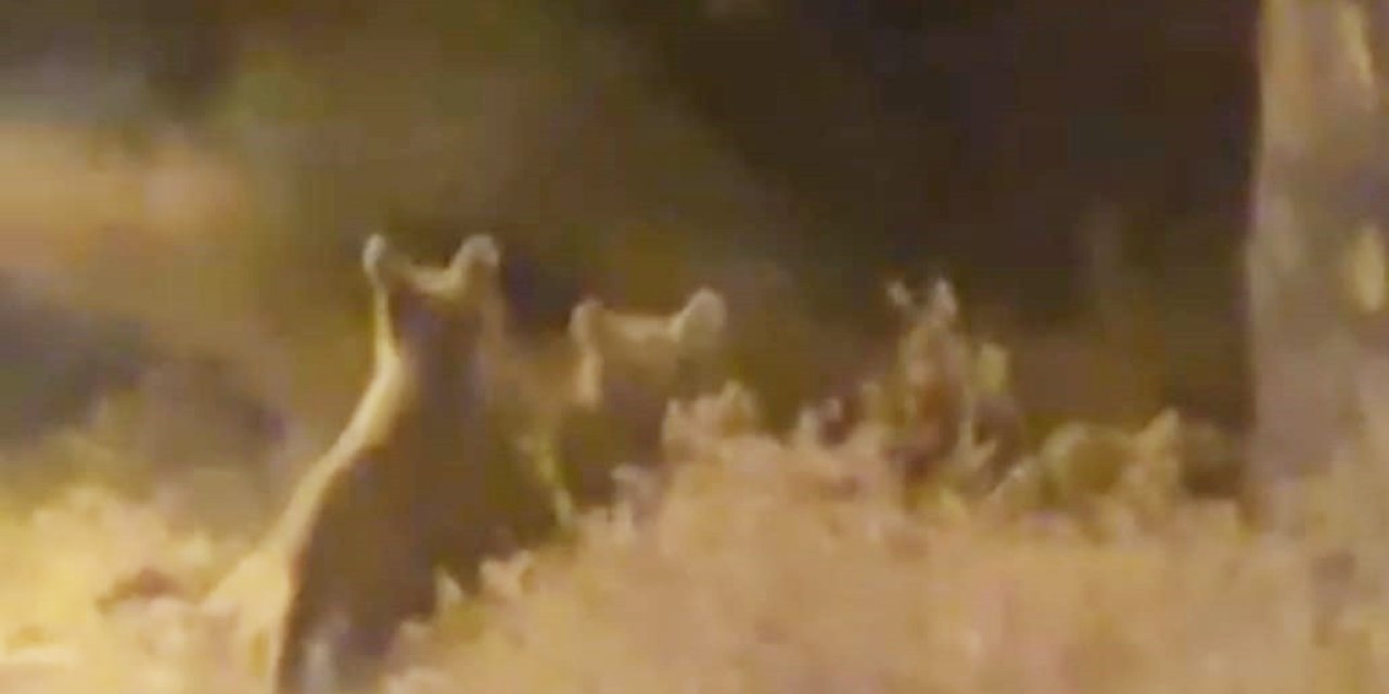 Bozayılar ilçe merkezine indi