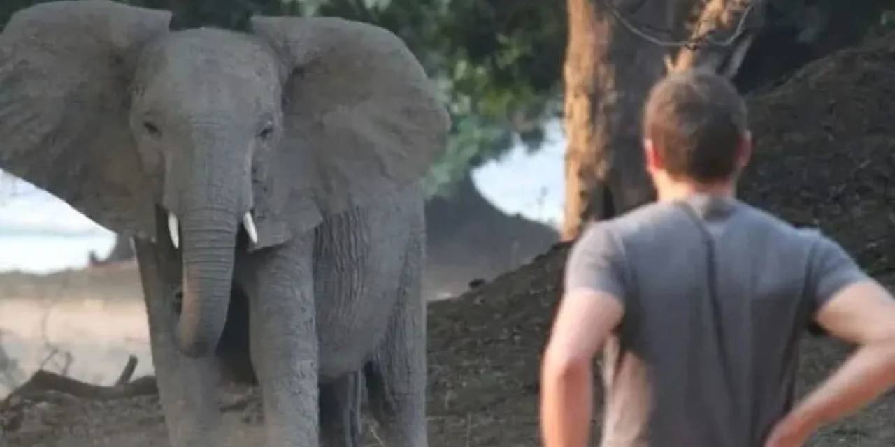 Milyoner iş insanı fil saldırısında hayatını kaybetti