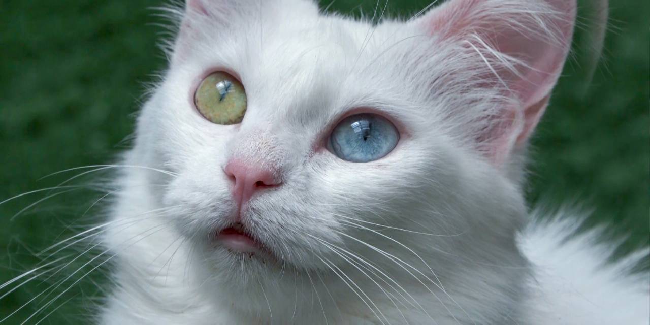 Van kedilerini 750 aile sahiplendi: Ücret karşılığında!