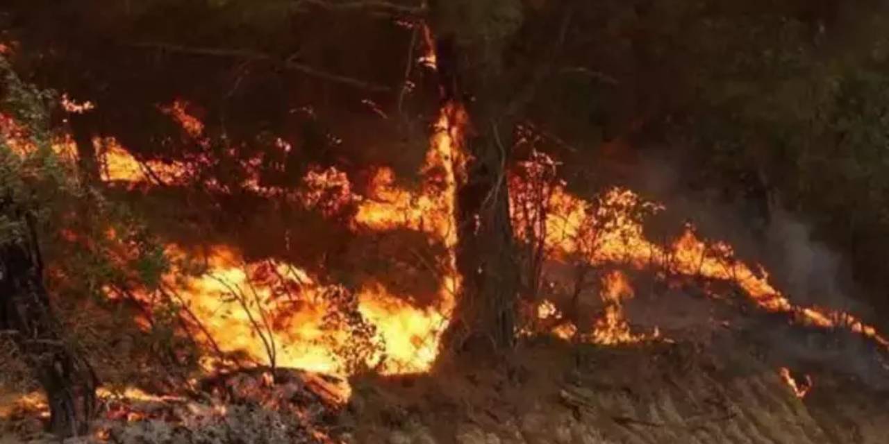 Manisa'da yangın ormana sıçradı: 11 kişi tahliye edildi