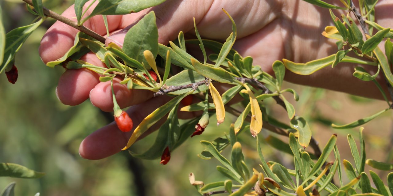 Sıfır şekerle mucize bal