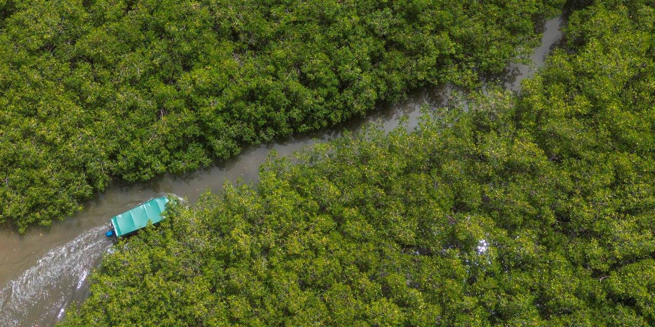 Bu ağaçlar sadece ağaç değil
