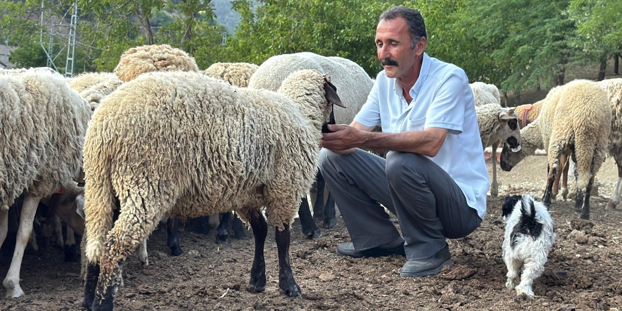 Kurt saldırmak üzereyken sürüyü gökten gelen ses durdurdu!