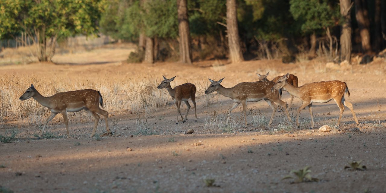 Bu dünyada sadece Antalya’da yaşıyorlar! 11 yeni yavru doğdu
