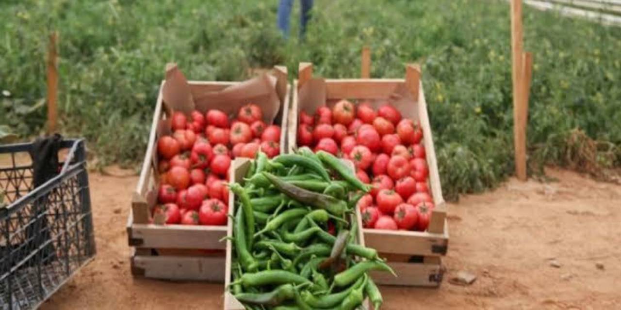 Belediye milyonlarca sebze fidesini bedava dağıttı