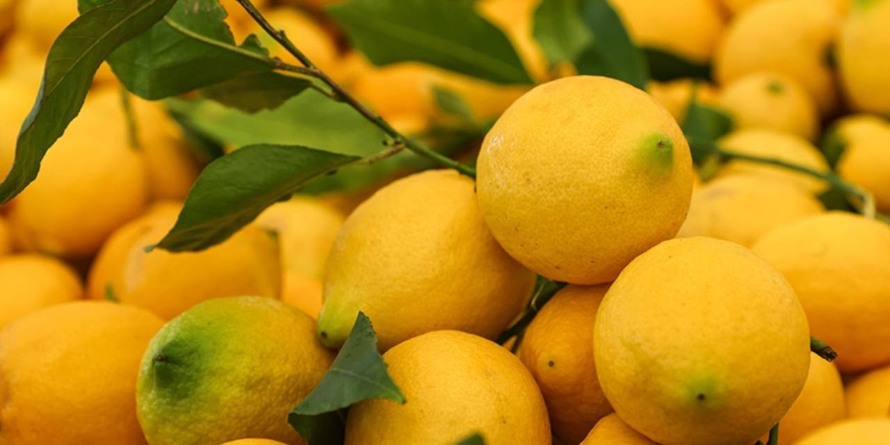 Limonun tanesi 25 lira oldu!