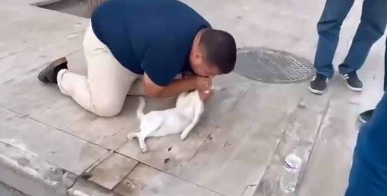 Yaralı kediye dakikalarca suni teneffüs ve kalp masajı yaptı