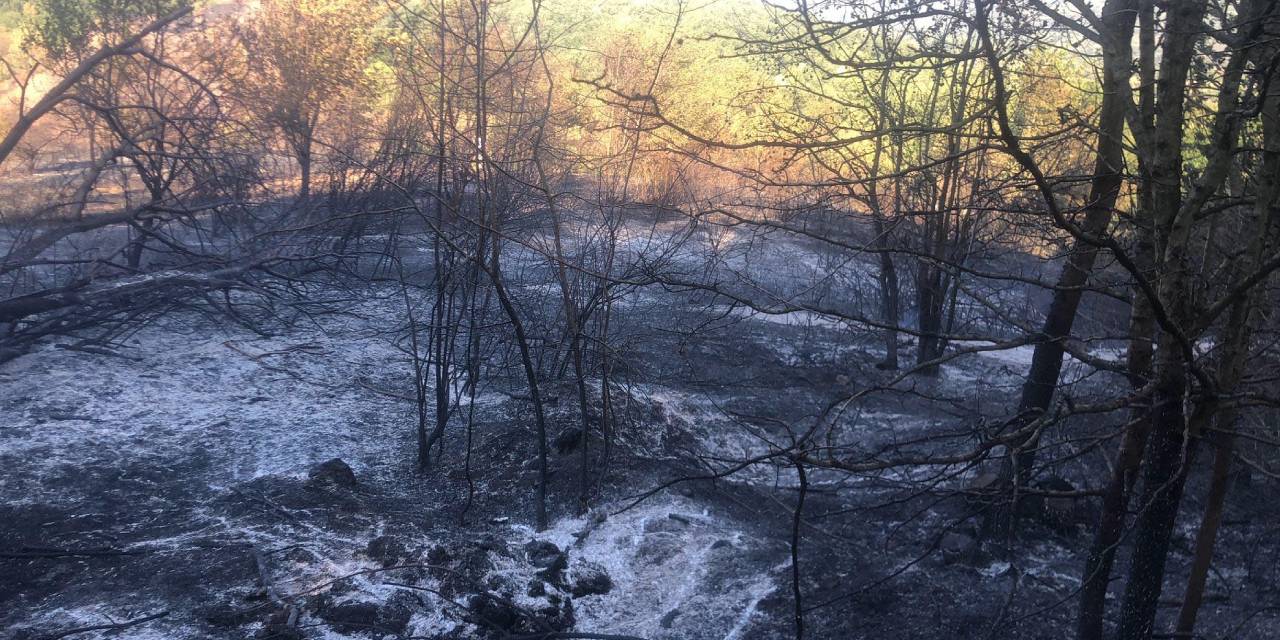 Sakarya'dan Düzce'ye sıçrayan yangında yeni gelişme