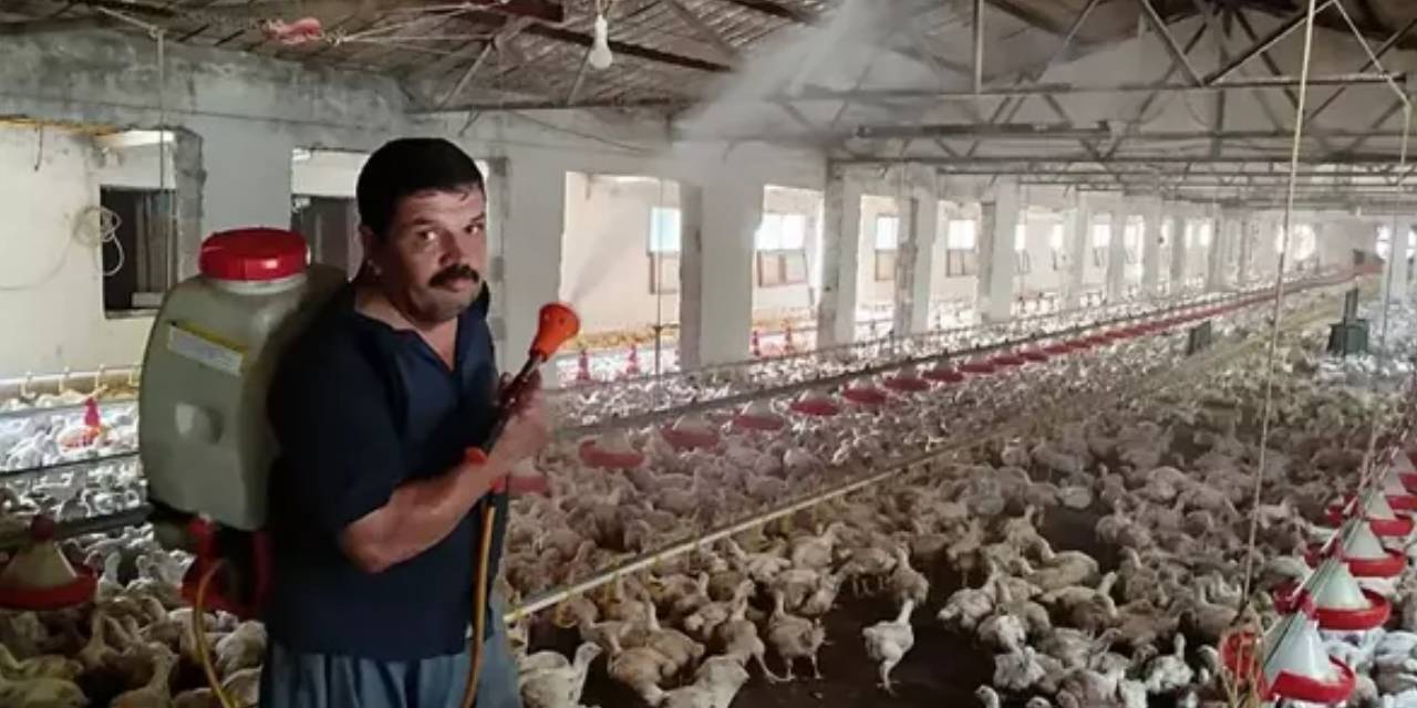 Tavuklara yaz sıcağına karşı serinletici yöntem: Buzlu su banyosu!