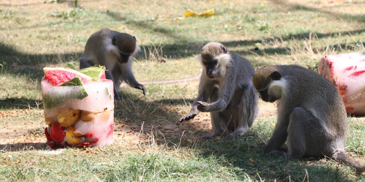 Sıcaktan bunalan maymunlara buzlu meyve kokteyli
