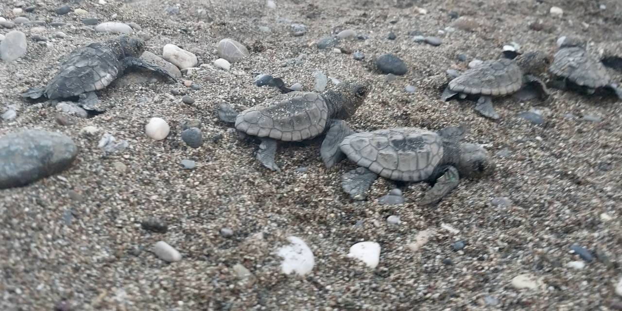 Kumsalda bulunan caretta caretta yavruları denize ulaştırıldı