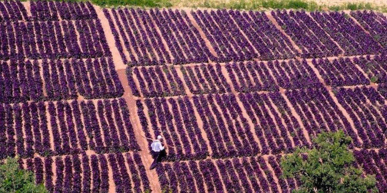 Yılda 4 kez hasat ediliyor: Kurusunun kilosu bin 500 liradan satılıyor