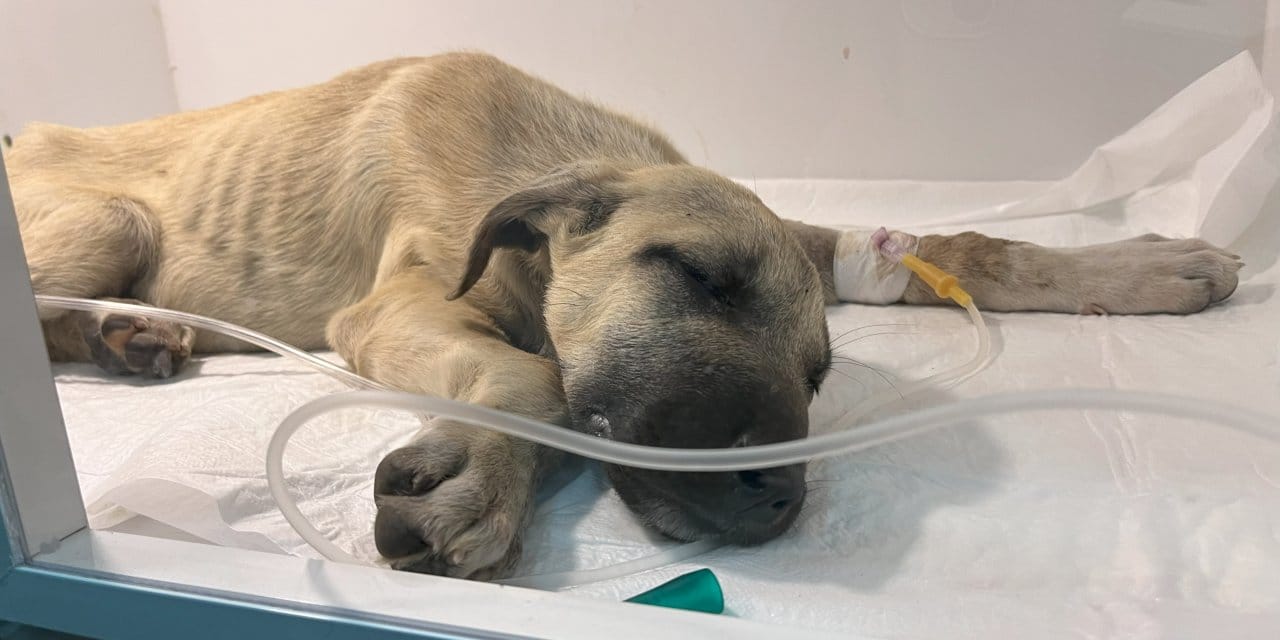 Yavru köpeğe sopayla dakikalarca vurdu! Hayati riski var