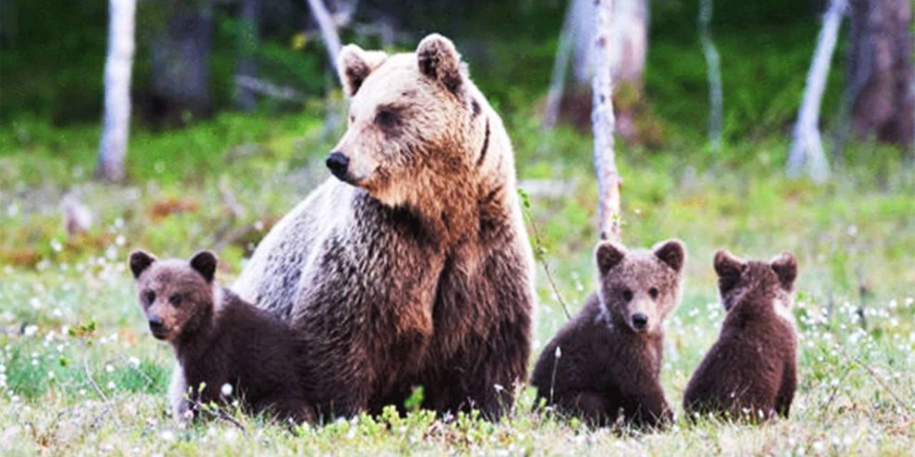 Kamyonetin çarptığı ayı ve 3 yavrusu hayatını kaybetti