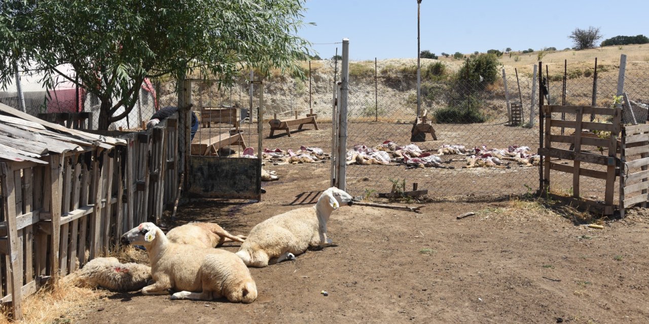 200 koyun öldü: Uzmanlar neden bulamadı