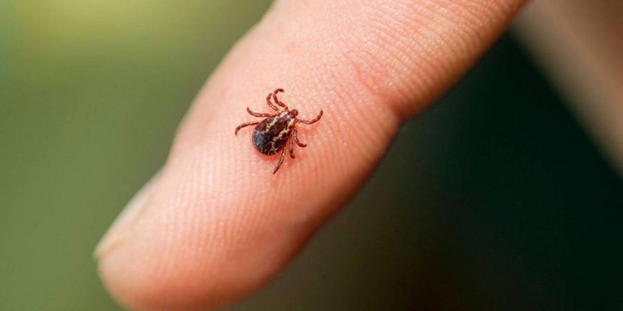 Kene kabusu devam ediyor: Sivas'ta bir kişi hayatını kaybetti