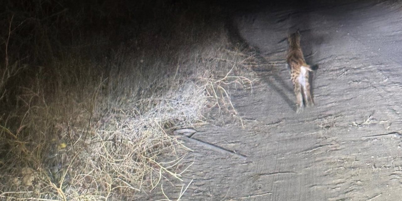 Nesli tehlikede! Zavallı vaşak zar zor kaçacak yer buldu