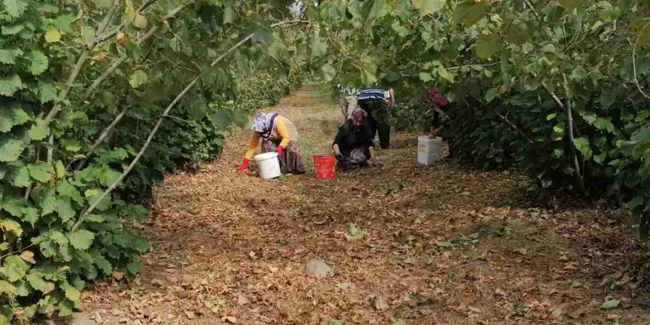 Fındık işçisinin yevmiyesi belli oldu