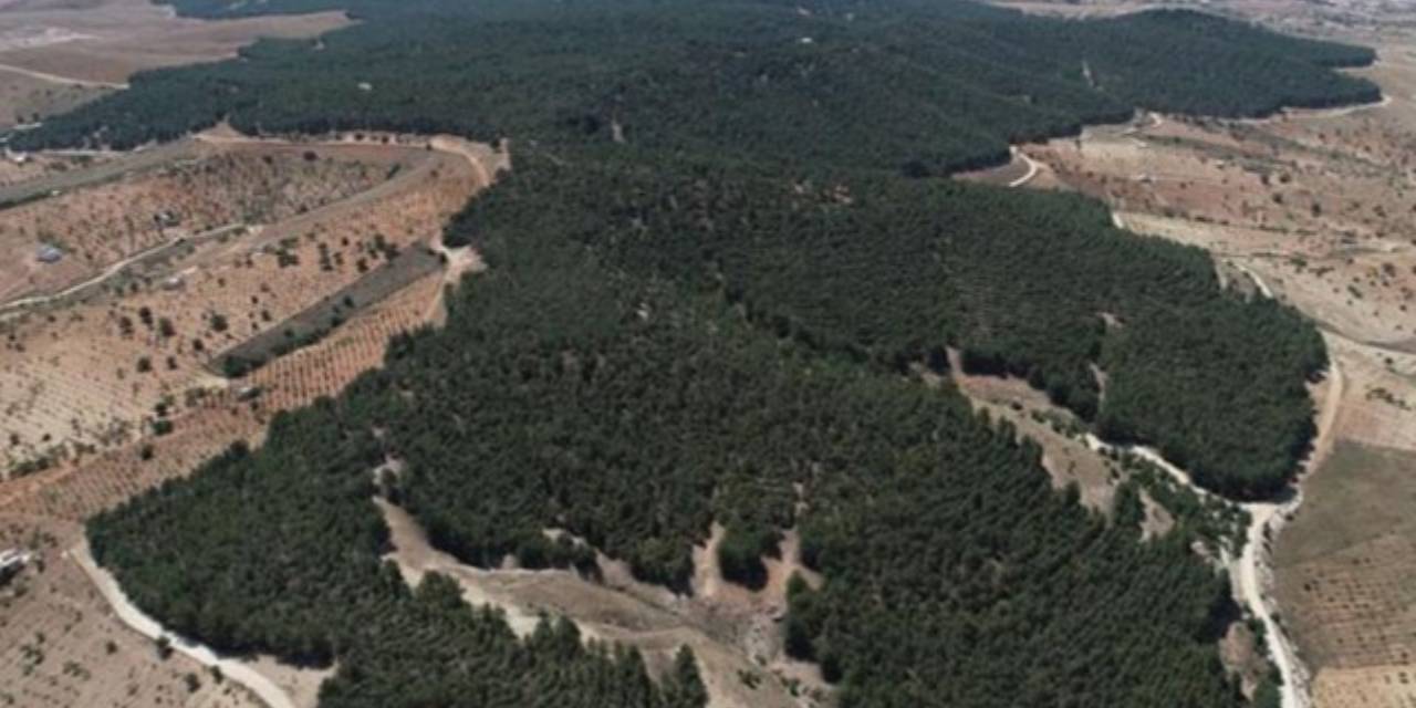 Bir ilde daha ormana girişler yasaklandı!