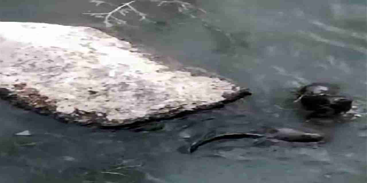 Nesli tükenme tehlikesiyle karşı karşıya: Bakın nerede görüldü