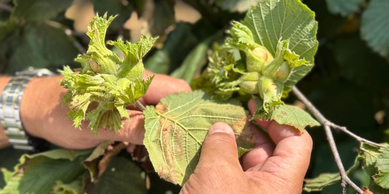 Fındıkta rekolte krizi