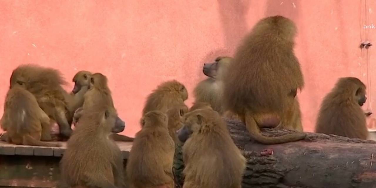 Hayvanat Bahçesi'nde 12 şebek öldürüldü: Suç duyurusunda bulunulacak