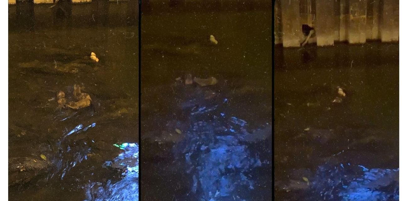 Nesli tükenmekte olan hayvanlar Zonguldak'ta görüldü