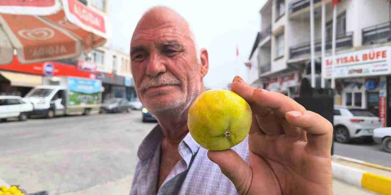 İncir artık taneyle satılıyor!