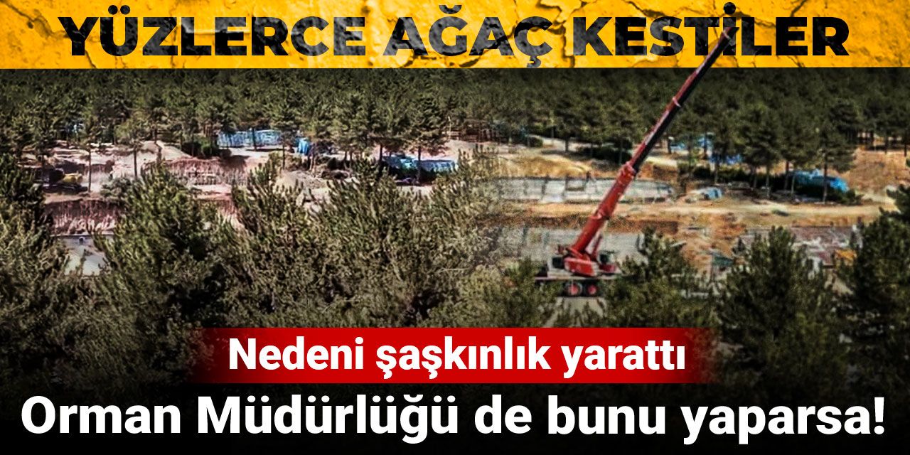 Orman Müdürlüğü de bunu yaparsa! Yüzlerce ağaç kestiler, nedeni şaşkınlık yarattı