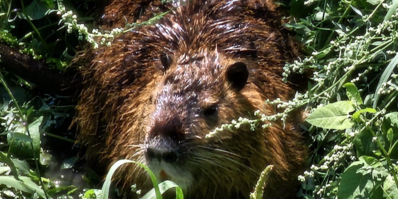 Bulgar sınırını geçip geldiler, Türkiye'de ilgi odağı oldular