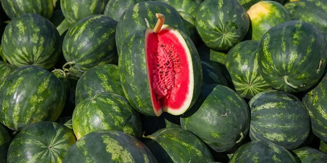 Karpuzda büyük kriz kapıda