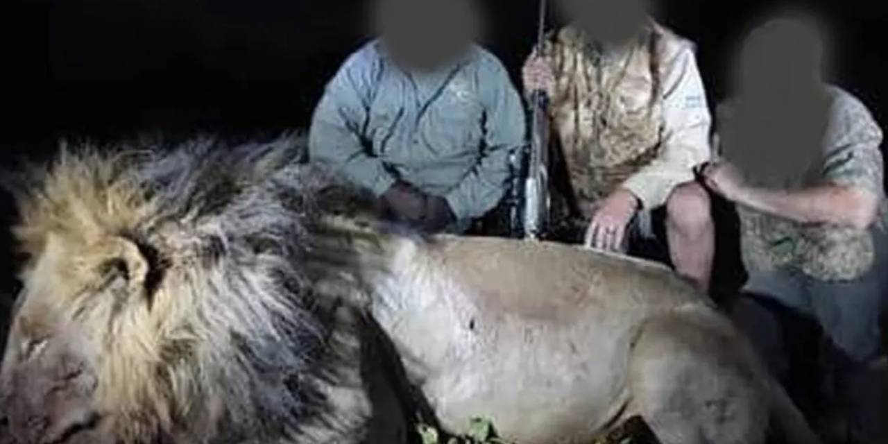 Yemle tuzağa çektiler! Binlerce sterlin karşılığında ünlü aslan Blondie’yi öldürdüler