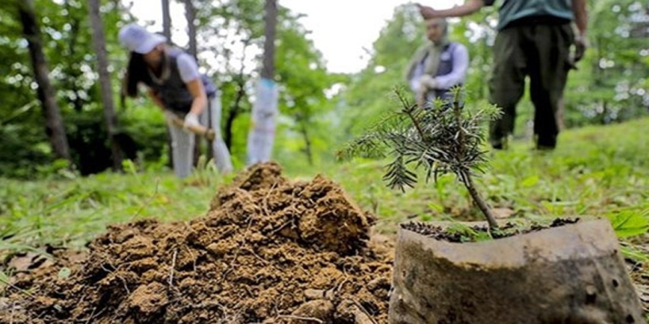 Bursa'da orman yakanlara ağaç dikme cezası