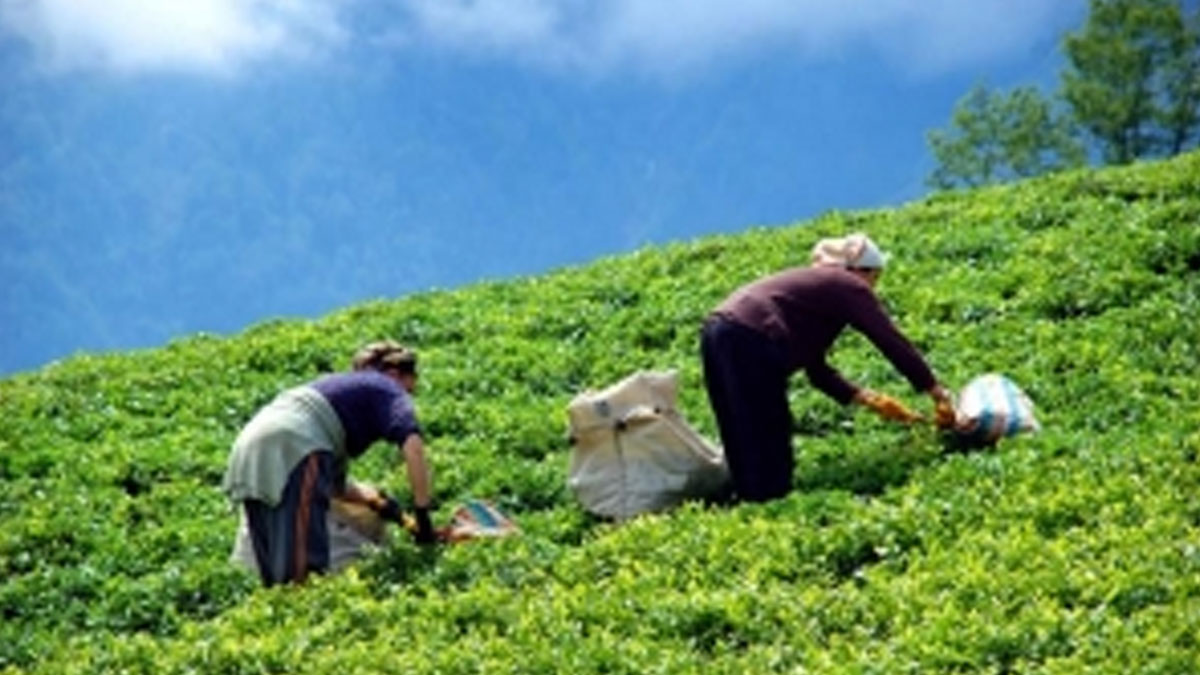 Giresun, Trabzon, Rize ve Artvin Valiliğinden 'çay hasadı' açıklaması