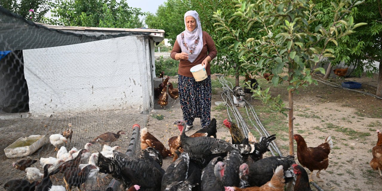 Osimhen'in dönüşü Kayserili Neslihan teyzeyi çok sevindirdi: Tavukları satışa çıkardım