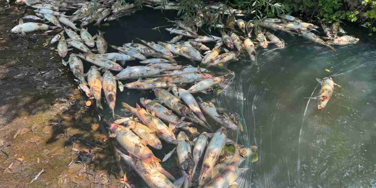 Bartın Irmağı'nda balıklar öldü: Uzmanlar uyardı!